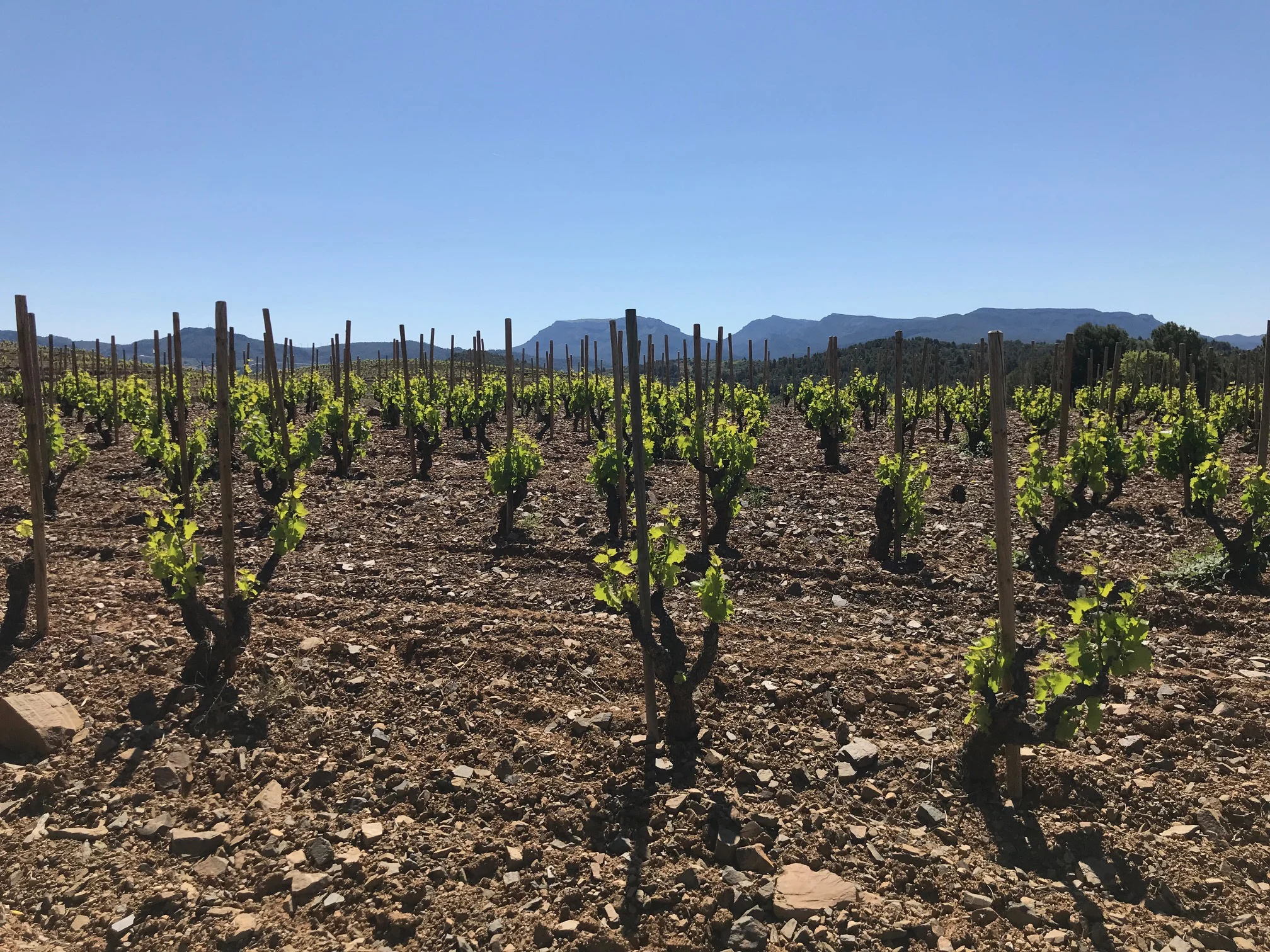 wein aus spanien wein aus spanien