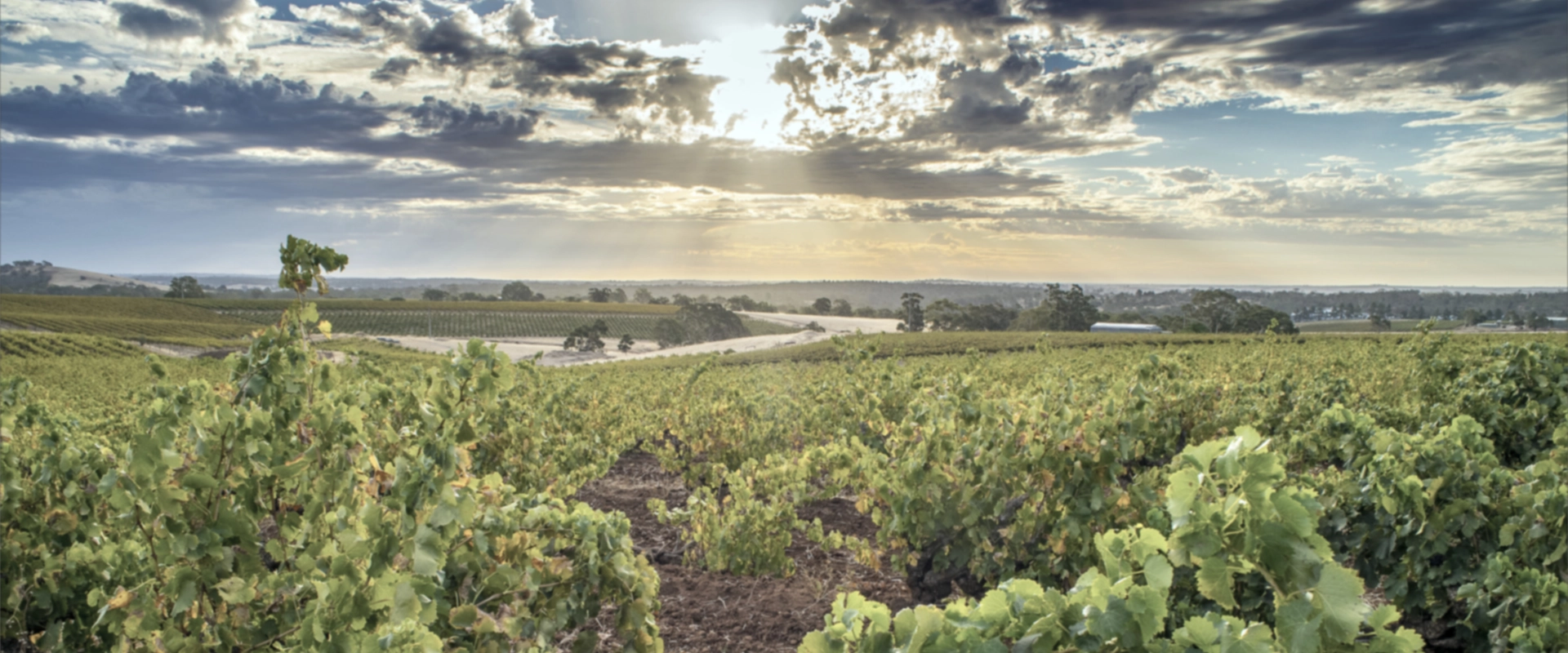 wein aus australien quer wein aus australien quer