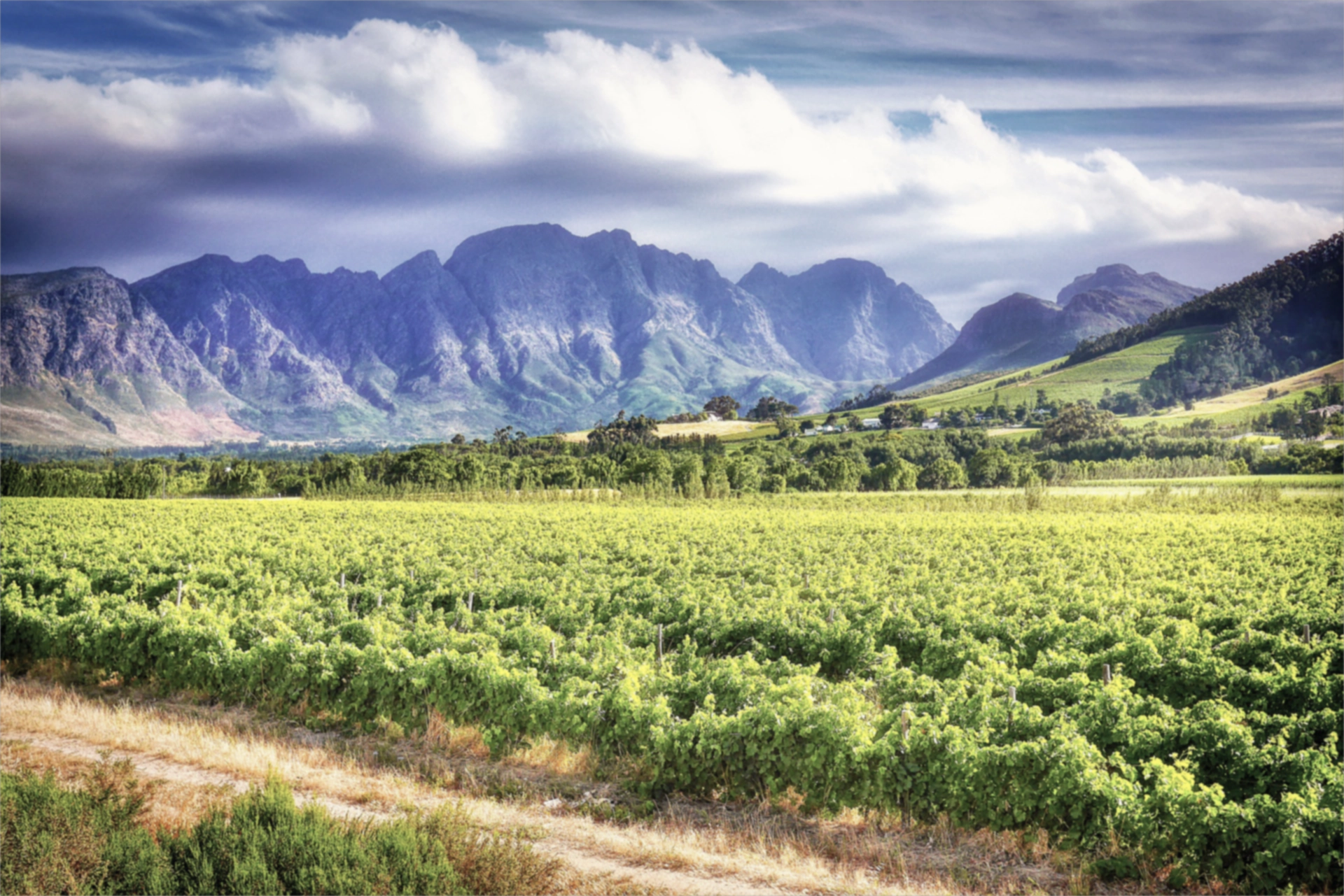 wein aus suedafrika