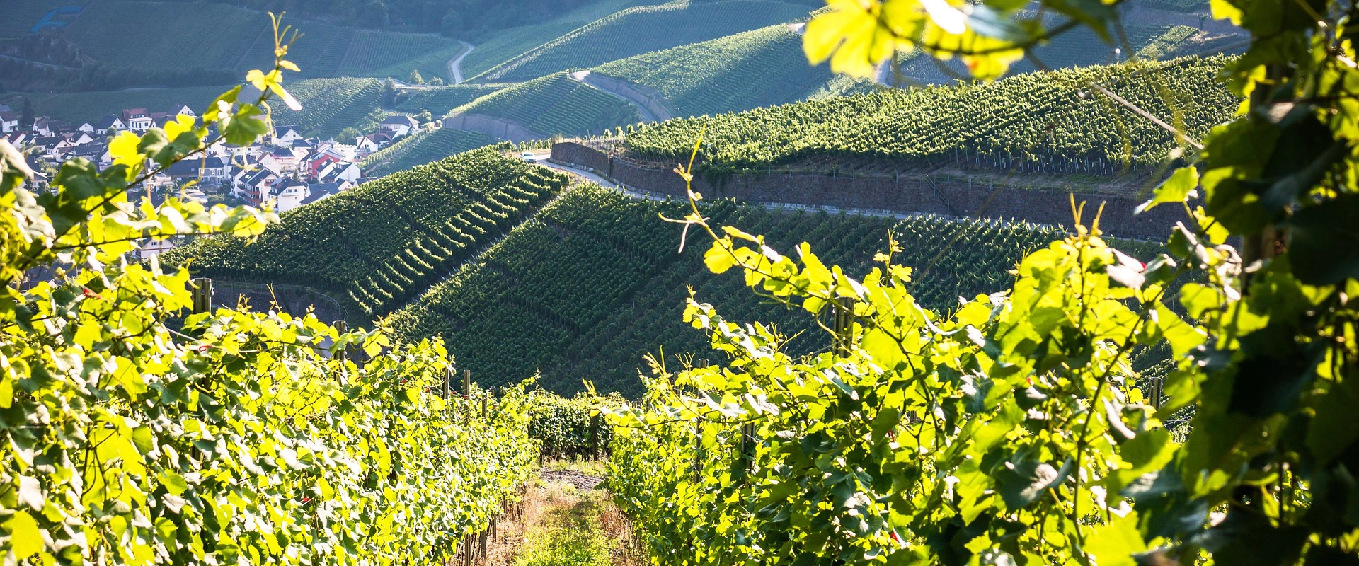 wein aus deutschland desktop