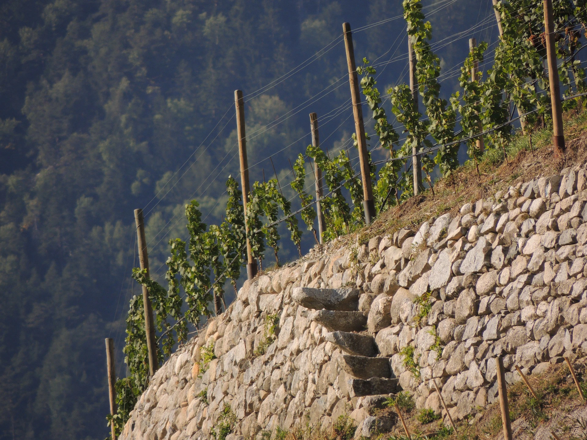 wein aus oesterreich