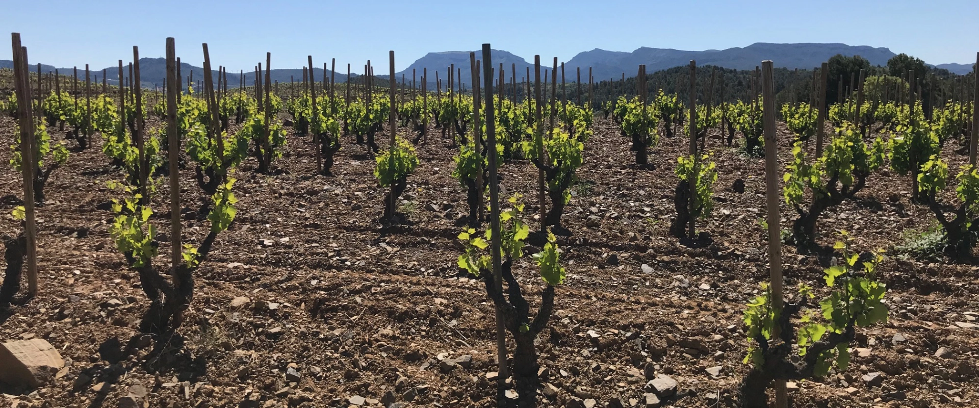 wein aus spanien quer wein aus spanien quer
