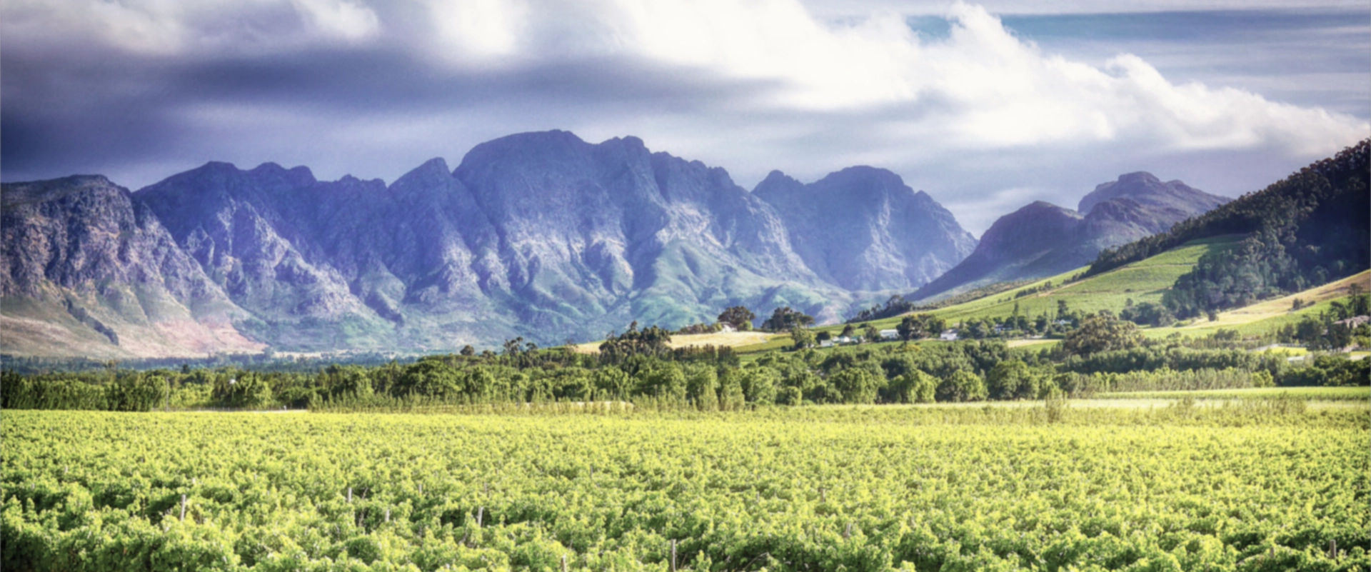 wein aus suedafrika quer