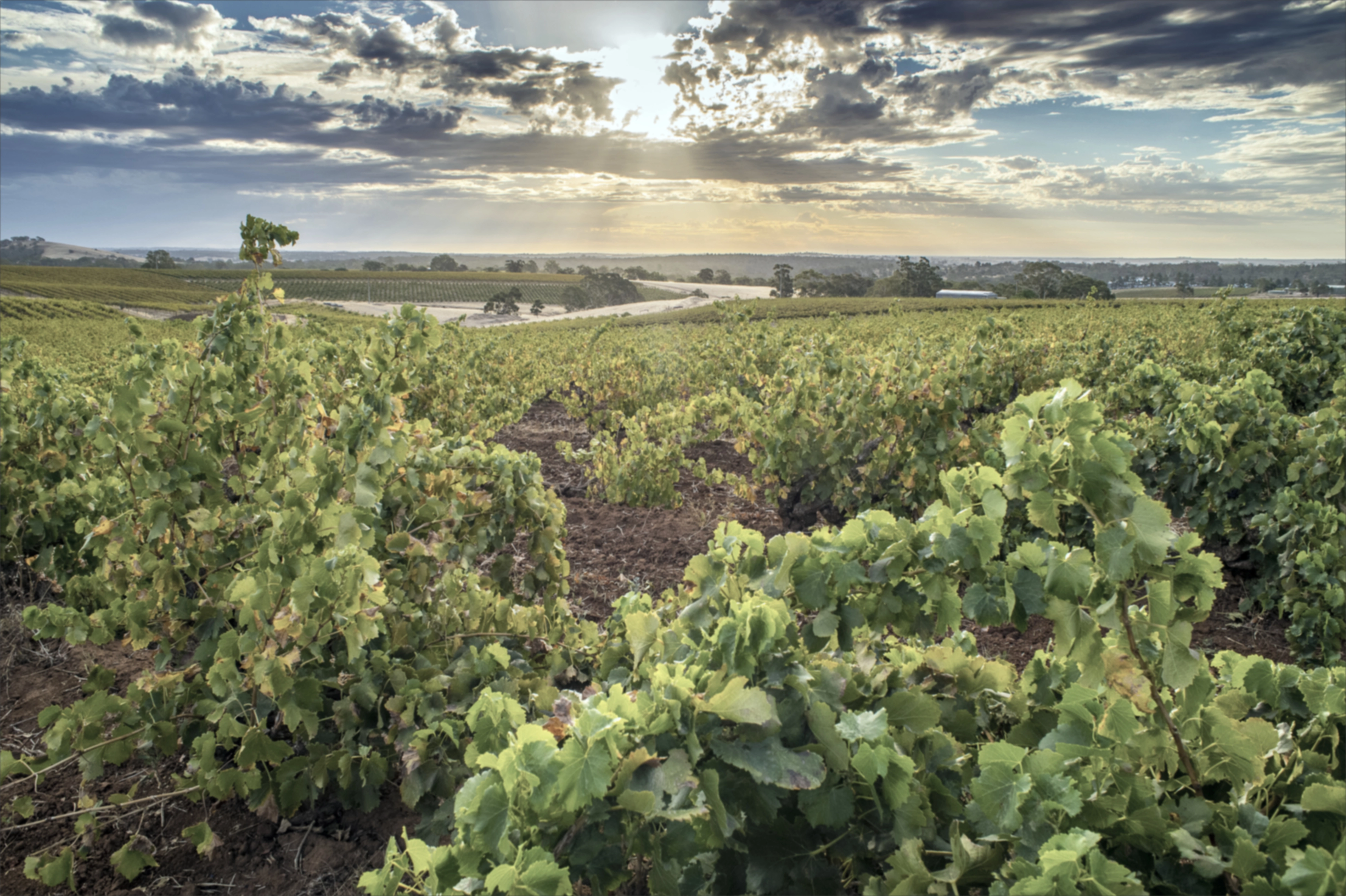 wein aus australien wein aus australien