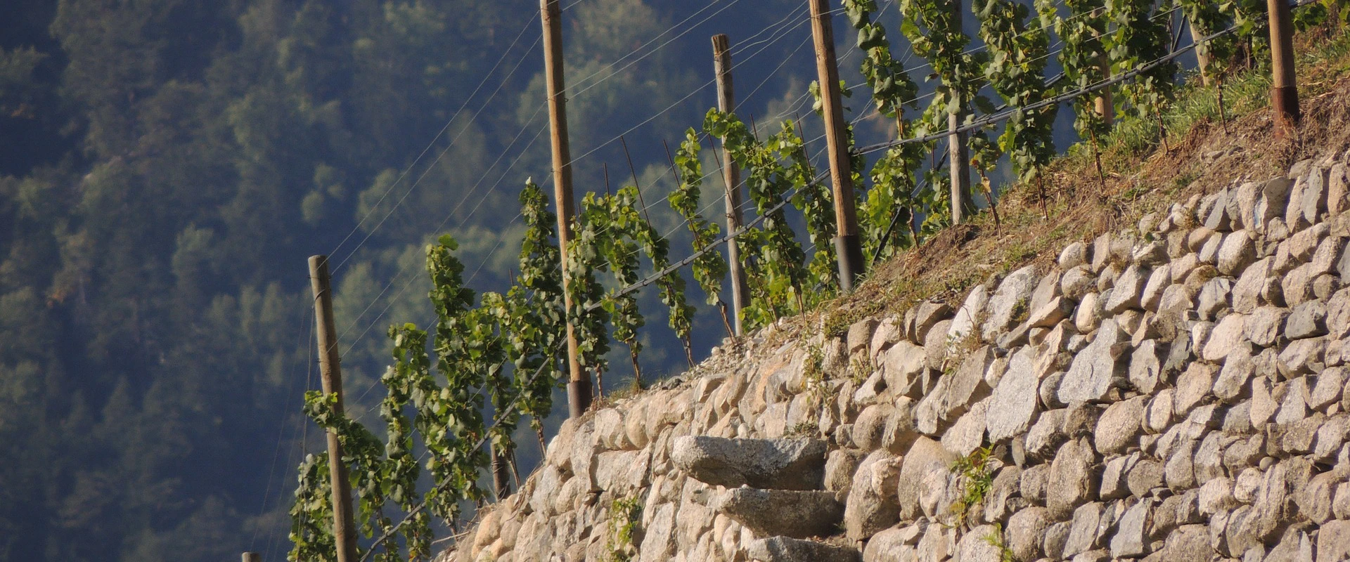 wein aus oesterreich quer wein aus oesterreich quer