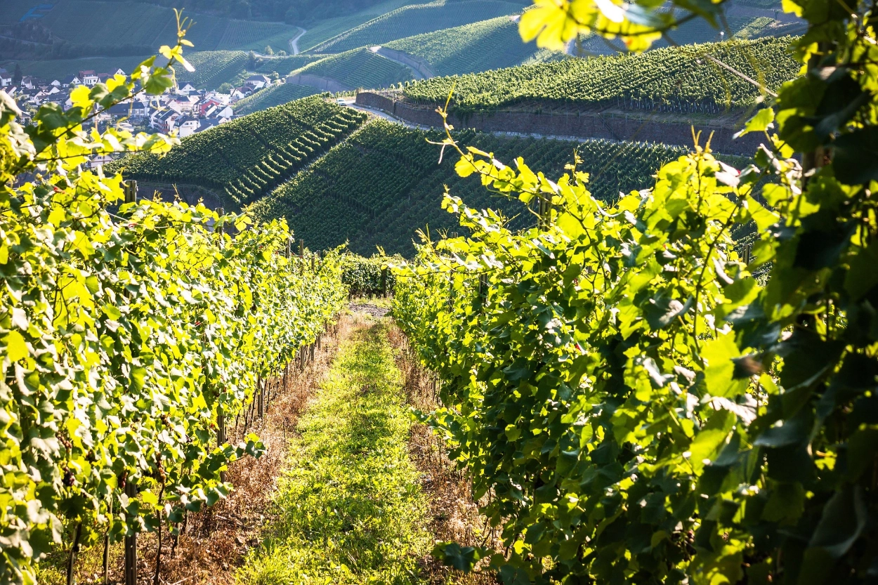 wein aus deutschland mobil